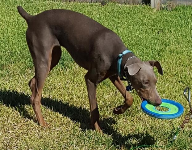 A happy customer of Happy Tails Pet Sitting